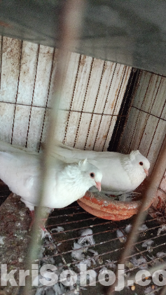 কবুতর বিক্রি করবো রানিং